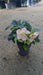 Helleborus orientalis