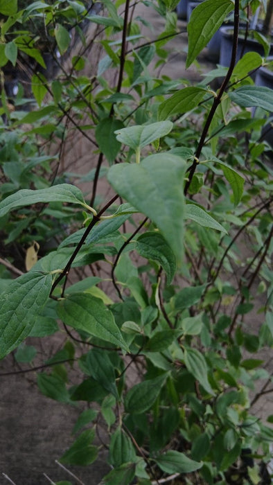 Philadelphus 'Lemoinei'