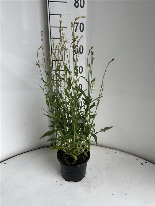 Gaura lindheimeri