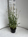 Gaura lindheimeri