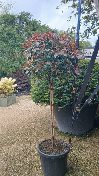 Photinia Magical Volcano
