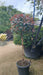Photinia Magical Volcano