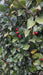 Ilex meserv. Blue Maid