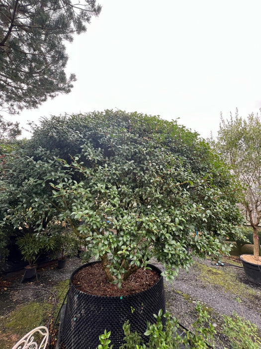 Osmanthus burkwoodii