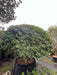 Osmanthus burkwoodii