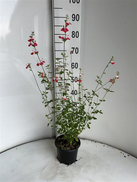 Salvia micr. 'Hot Lips'