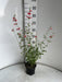 Salvia micr. 'Hot Lips'