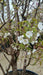 Prunus ser. 'Jo-nioi'