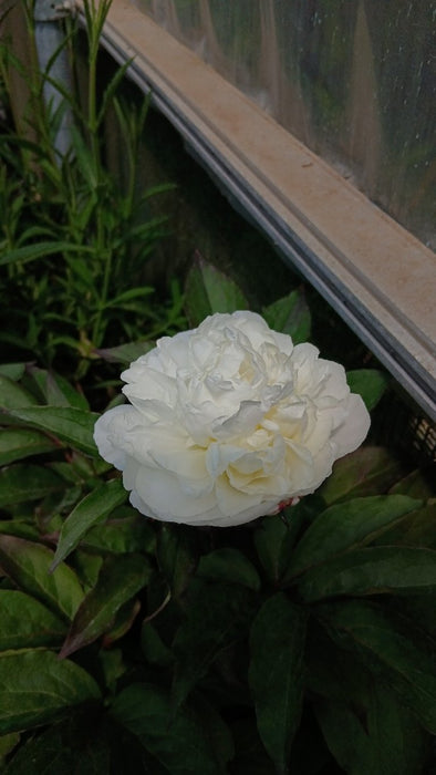 Paeonia (LD) 'Shirley Temple'