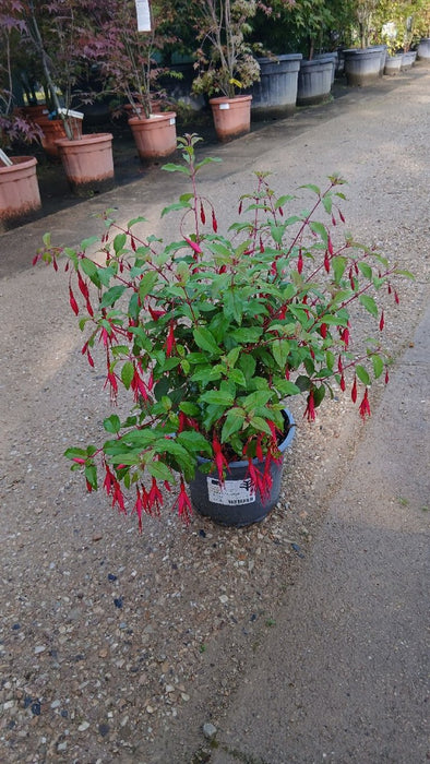 Fuchsia 'Riccartonii'
