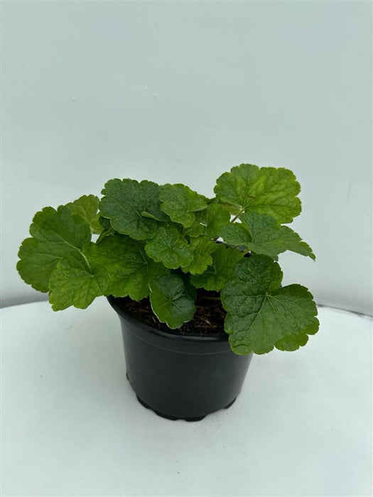Tellima grandiflora