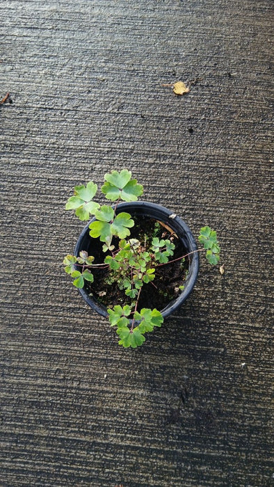 Thalictrum 'Elin'
