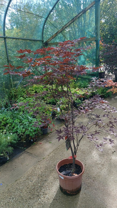Acer pal. 'Bloodgood'
