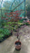 Acer pal. 'Bloodgood'