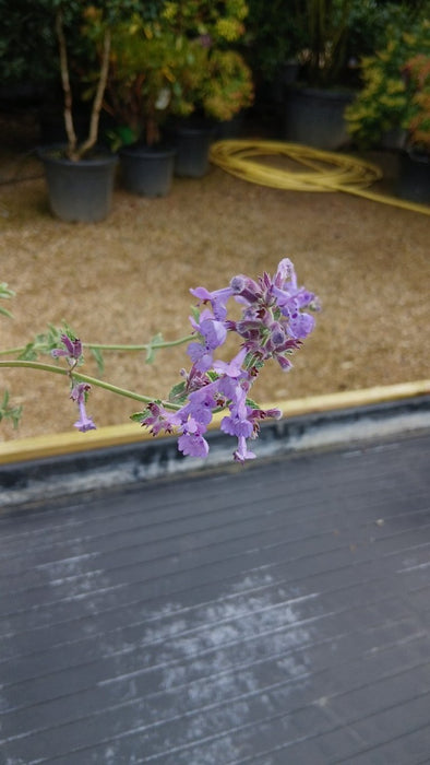 Nepeta 'Walker's Low'