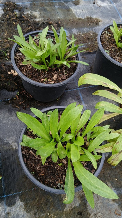 Helenium 'Moerheim Beauty'