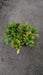 Skimmia j. 'Rubella'