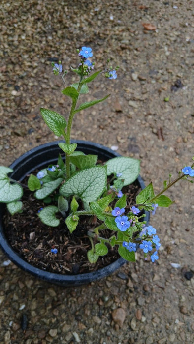 Brunnera macr. 'Jack Frost'