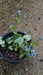 Brunnera macr. 'Jack Frost'