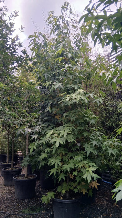 Liquidambar styraciflua