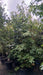 Liquidambar styraciflua