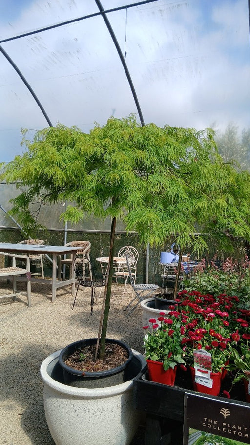 Acer palmatum 'Dissectum Viridis'