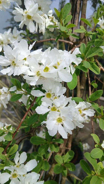 Exochorda 'The Bride'
