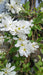 Exochorda 'The Bride'
