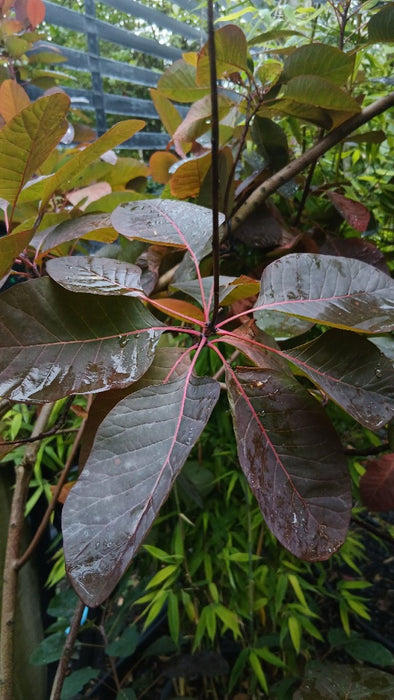 Cotinus coggygria