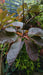 Cotinus coggygria