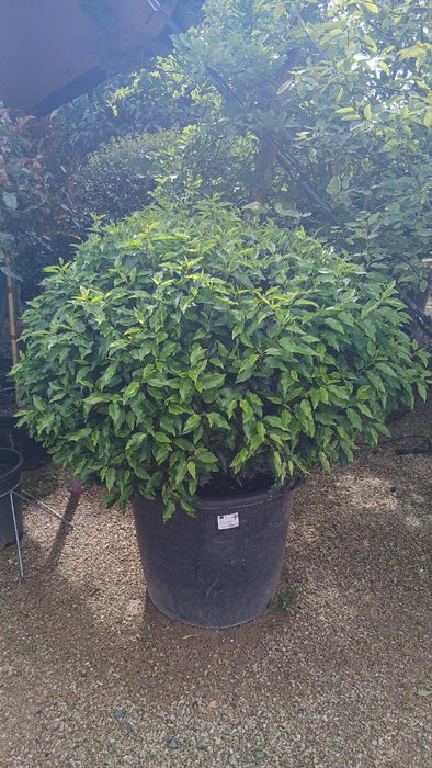 Prunus l. 'Angustifolia'