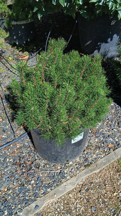 Pinus mugo pumilio