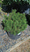Pinus mugo pumilio