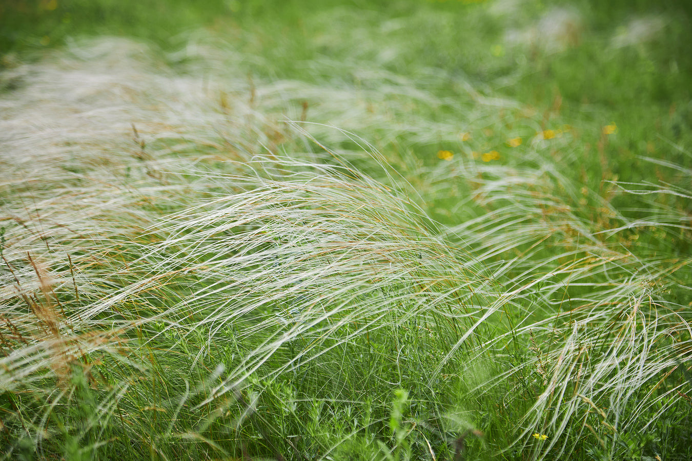 Grasses