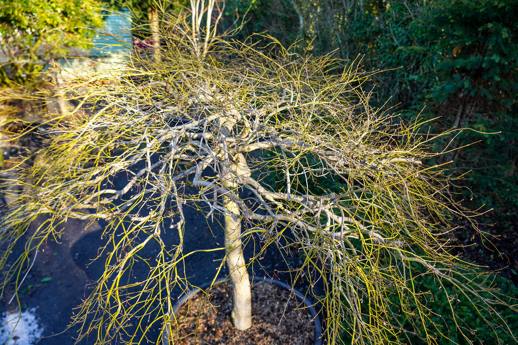 Acer palmatum 'Garnet' - Japanese Maple Tree