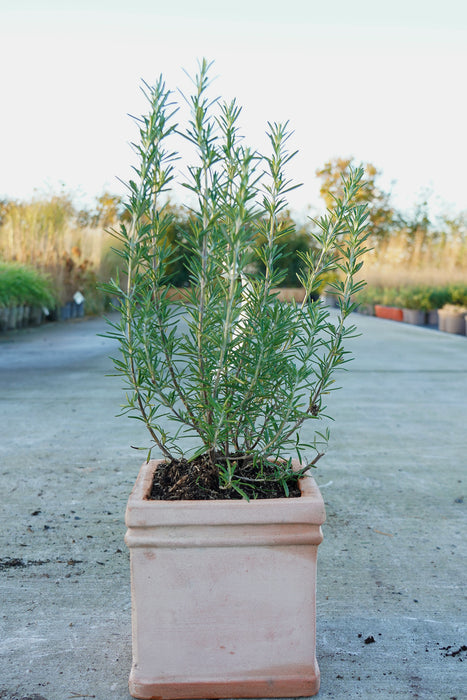 Rosmarinus officinalis - Rosemary