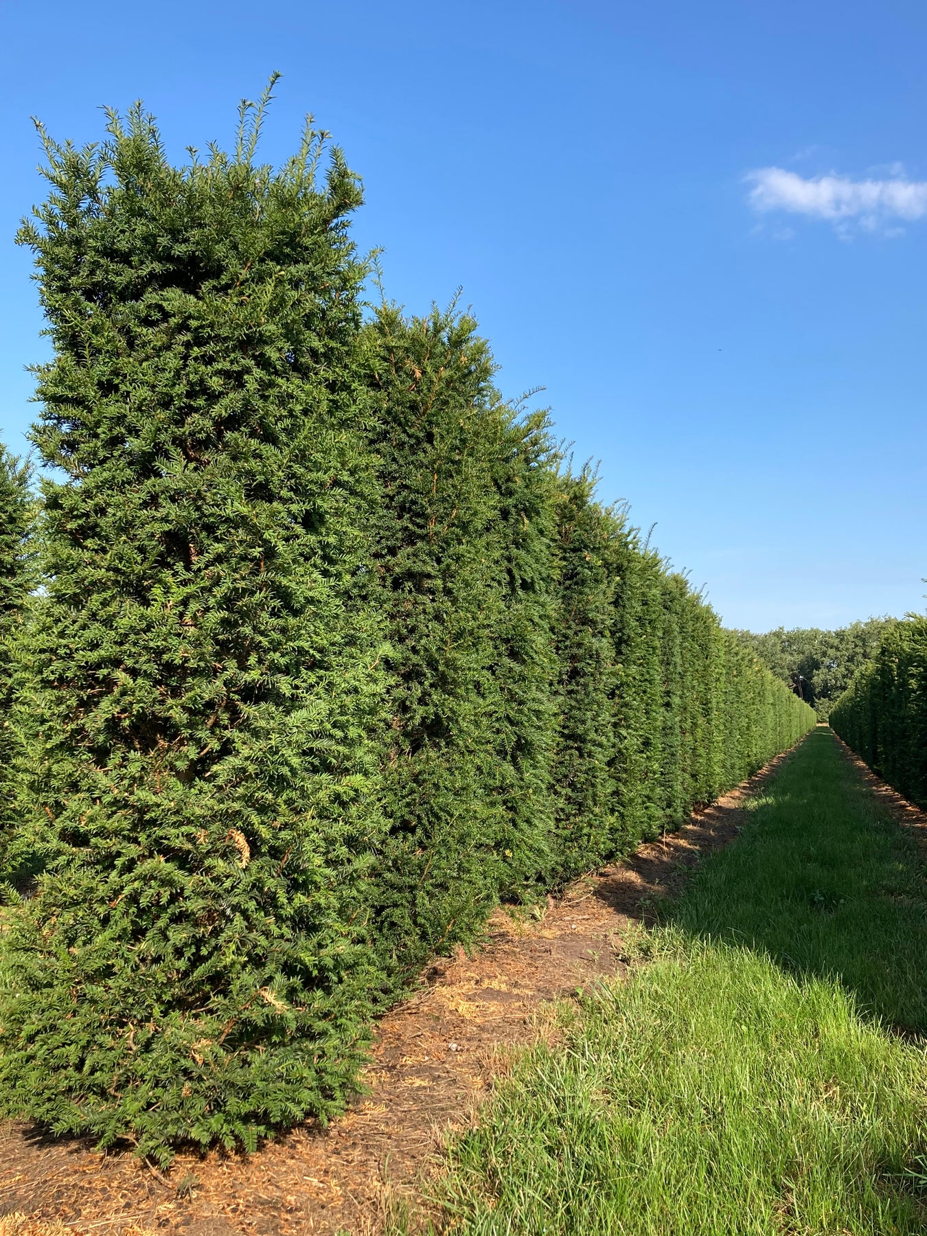 Taxus Baccata