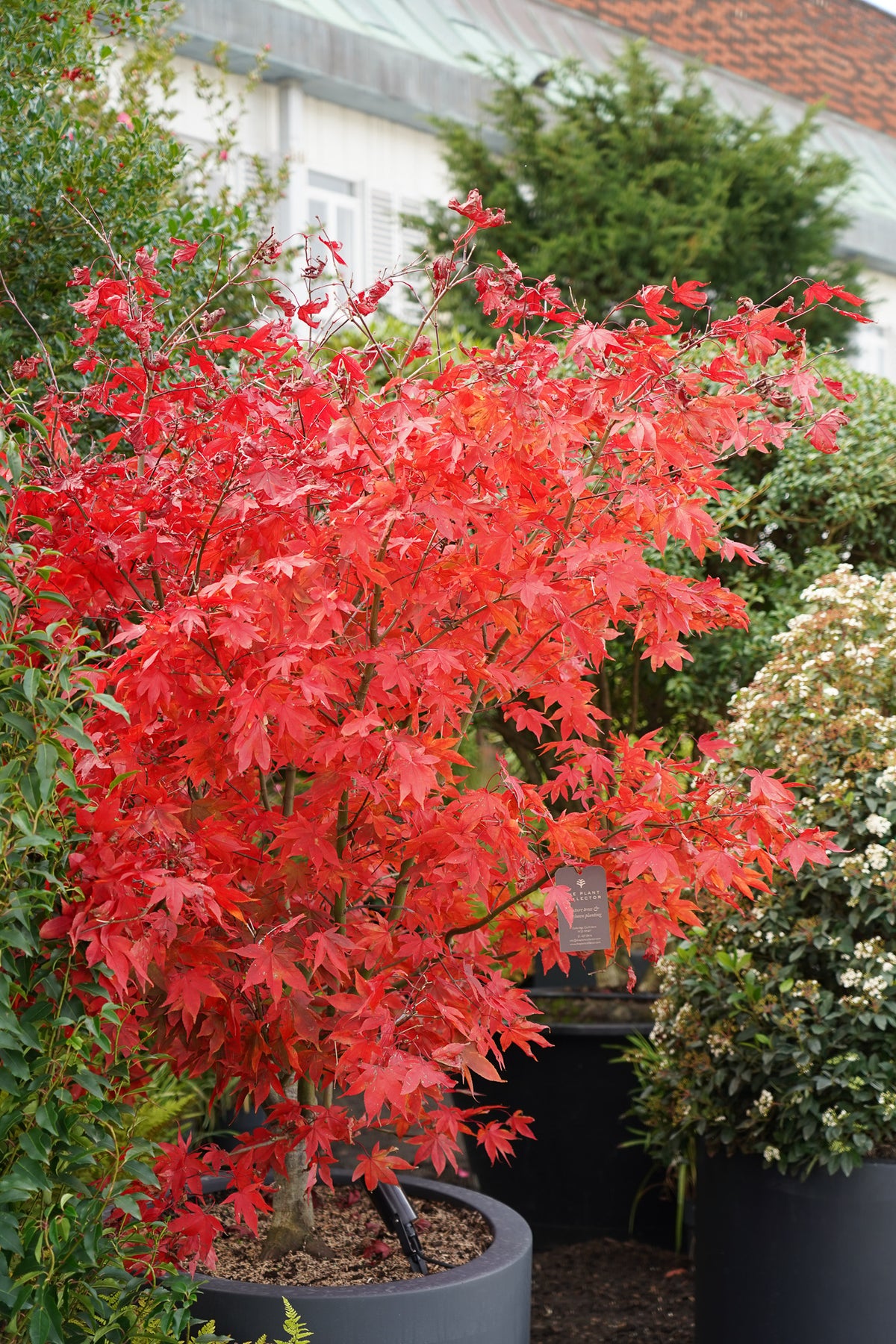Japanese Maple Tree for Sale-Acer palmatum 'Osakazuki' | The Plant
