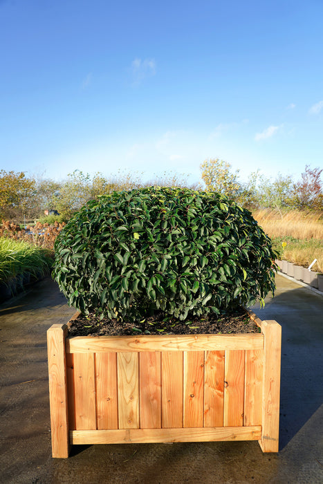 Prunus lusitanica 'Angustifolia' - Portuguese laurel