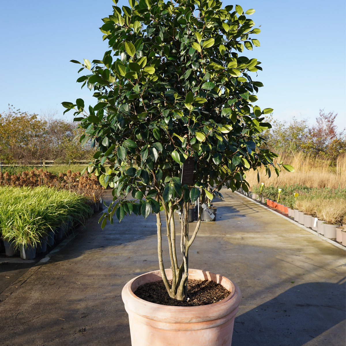 Camellia japonica 'Yakimi Gurumi' | The Plant Collector