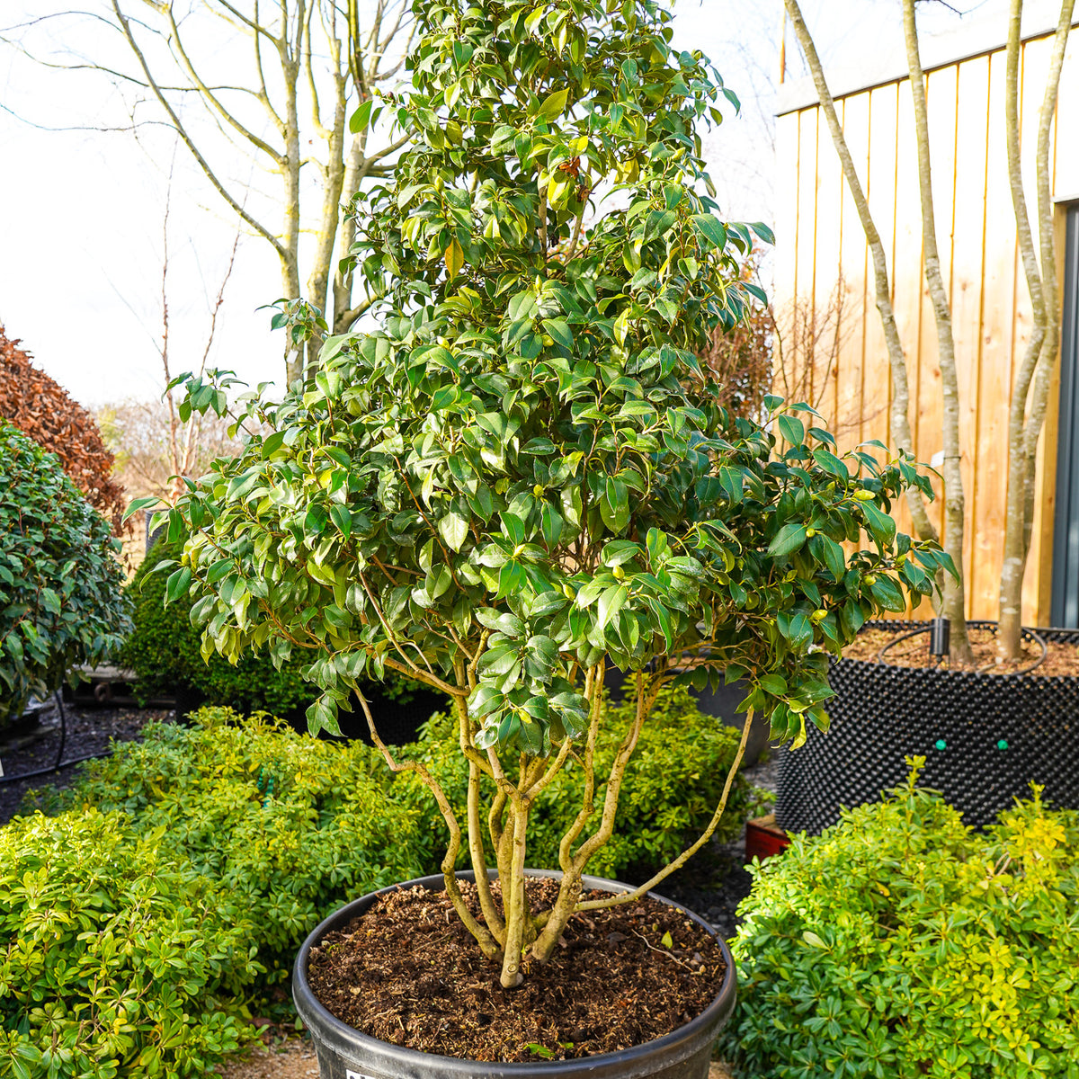 camellia japonica moshio Camellia japonica 'Miyako Dori' - Japanese camellia