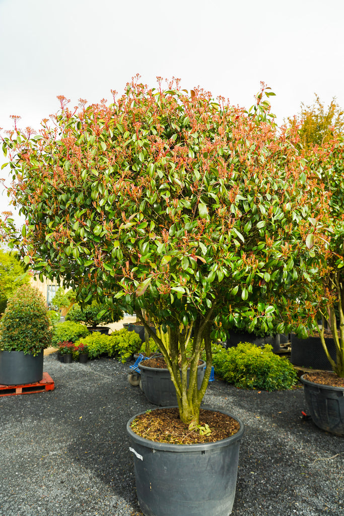 Photinia fraseri 'Red Robin'