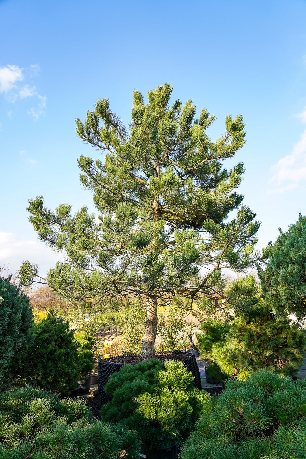 pinetree です。 Pinus sylvestris - Scots Pine tree | The Plant Collector