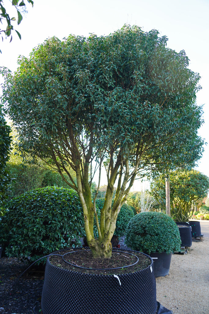 Prunus lusitanica - Portuguese laurel multi stem tree