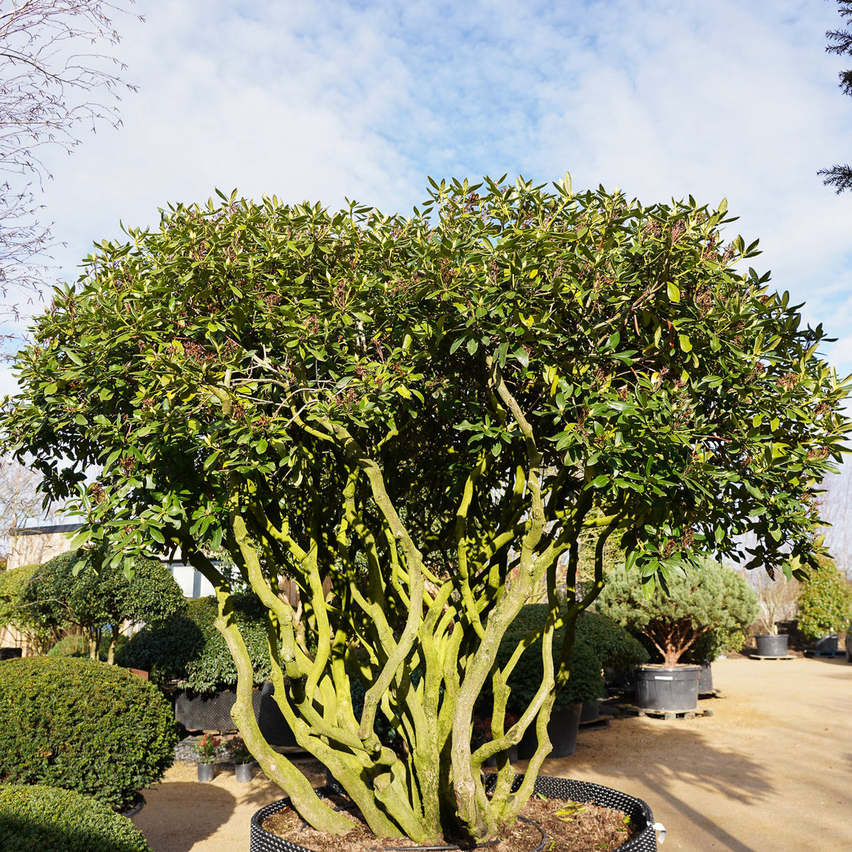 Rhododendron 'Cunningham's White' Multi stem