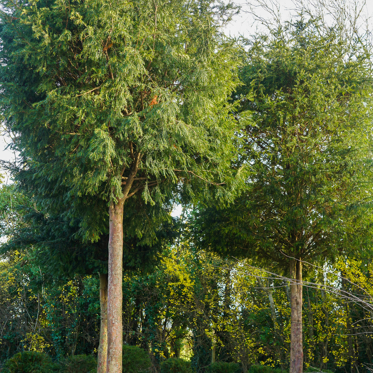 Taxus baccata - Irish yew